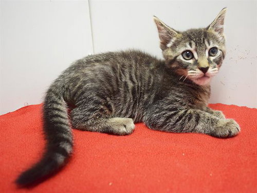 *RAMON, a cat for adoption from Sacramento County Animal Care and Regulation