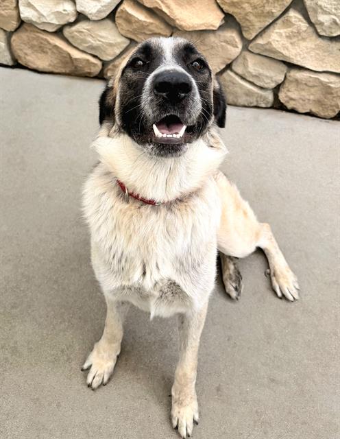 *LADY, a dog for adoption from Sacramento County Animal Care and Regulation