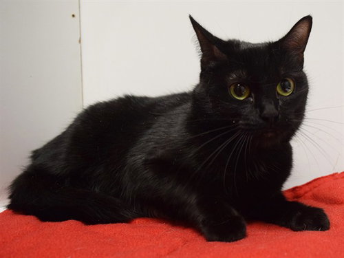 KERNEL, a cat for adoption from Sacramento County Animal Care and Regulation