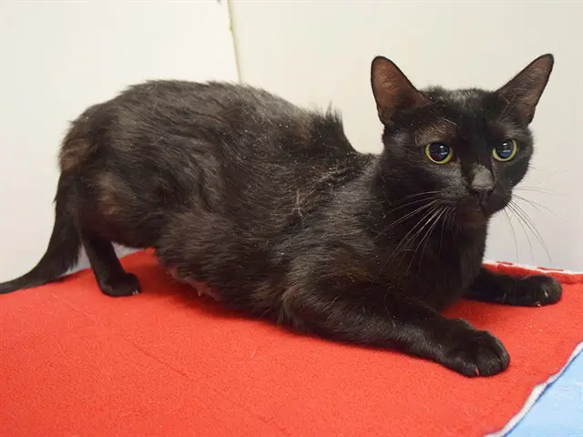 Doreen - Domestic Short Hair