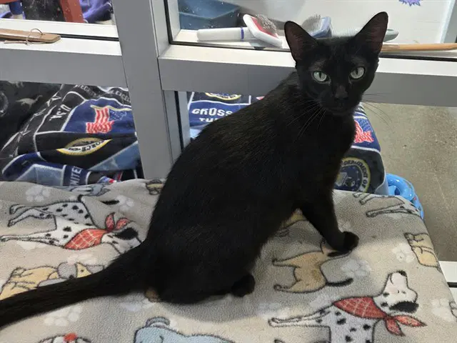 Doreen - Domestic Short Hair