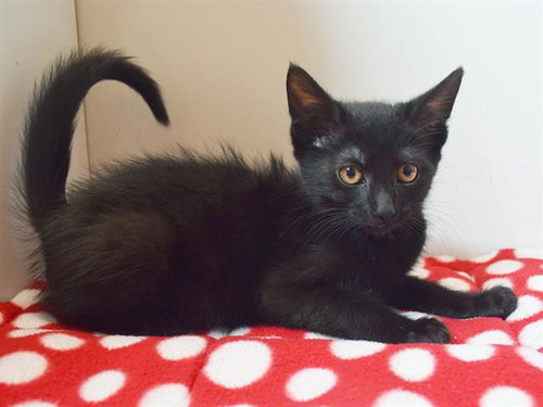 *THELMA, a cat for adoption from Sacramento County Animal Care and Regulation