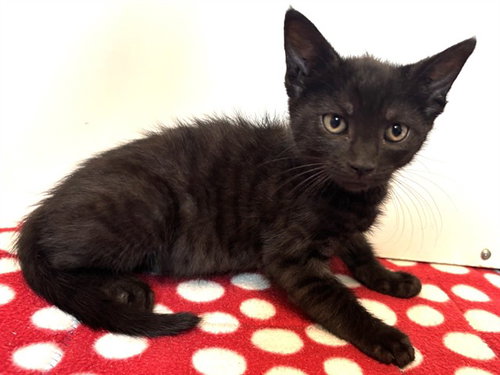 *NELSON, a cat for adoption from Sacramento County Animal Care and Regulation