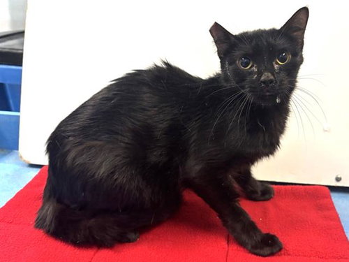 *BLUEBERRY, a cat for adoption from Sacramento County Animal Care and Regulation