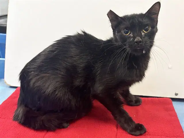 Blueberry - Domestic Short Hair