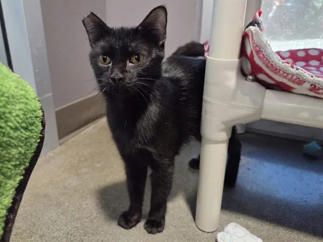 Blueberry - Domestic Short Hair