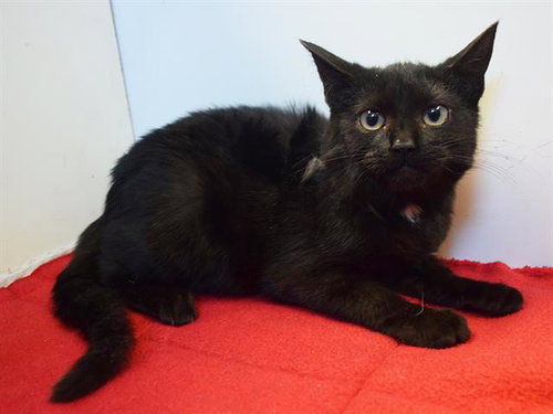 *MARLA, a cat for adoption from Sacramento County Animal Care and Regulation