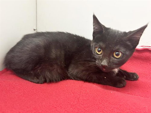 *CARLY, a cat for adoption from Sacramento County Animal Care and Regulation
