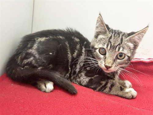 *KARL, a cat for adoption from Sacramento County Animal Care and Regulation