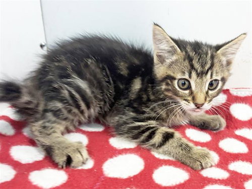 *NORMAN, a cat for adoption from Sacramento County Animal Care and Regulation