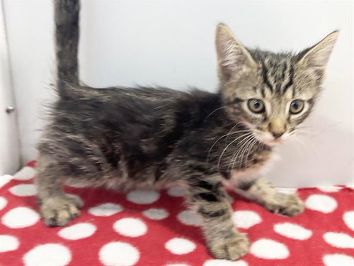 *MICKEY, a cat for adoption from Sacramento County Animal Care and Regulation