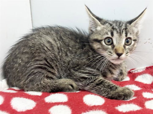 *MEL, a cat for adoption from Sacramento County Animal Care and Regulation