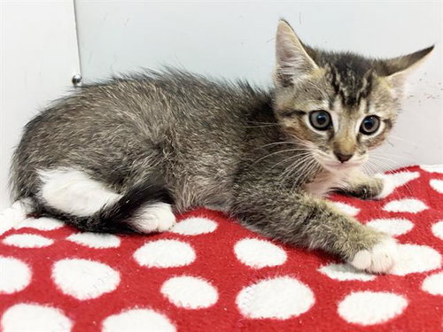 *TOMMY, a cat for adoption from Sacramento County Animal Care and Regulation
