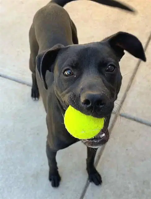 Kaido - American Staffordshire Terrier