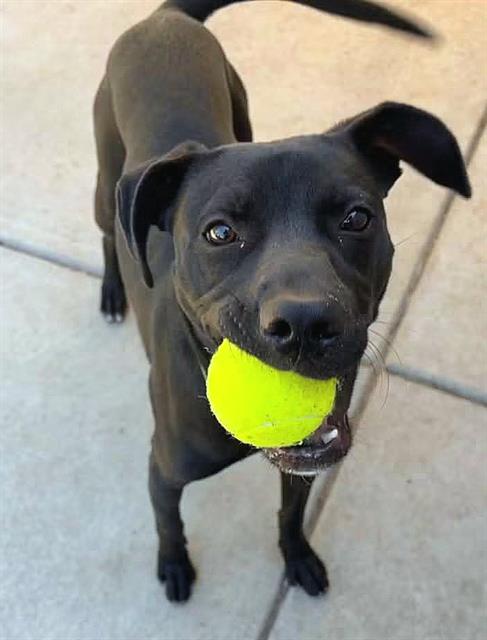 *KAIDO, a dog for adoption from Sacramento County Animal Care and Regulation