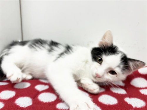*QUARK, a cat for adoption from Sacramento County Animal Care and Regulation
