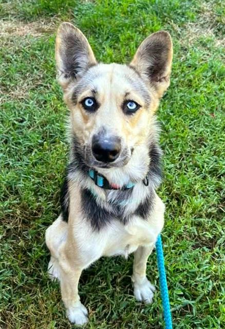 *ELOISE, a dog for adoption from Sacramento County Animal Care and Regulation