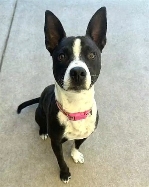 *TERRENCE, a dog for adoption from Sacramento County Animal Care and Regulation
