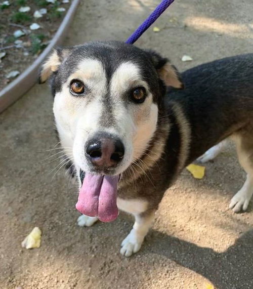 *JOAQUIN, a dog for adoption from Sacramento County Animal Care and Regulation