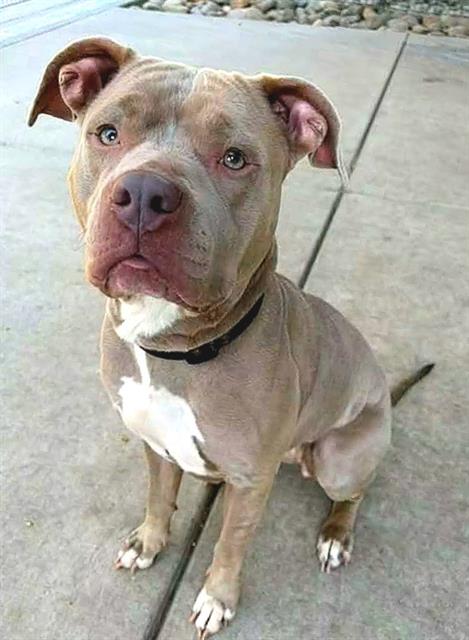 *THOMASINA, a dog for adoption from Sacramento County Animal Care and Regulation