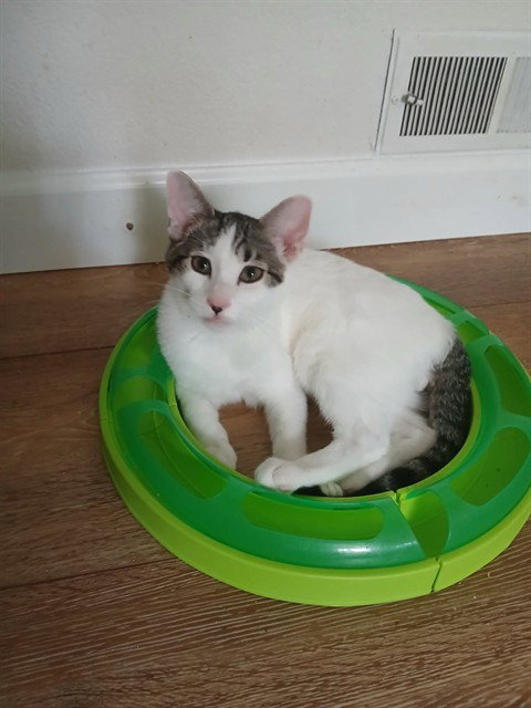 A926754, a cat for adoption from Sacramento County Animal Care and Regulation