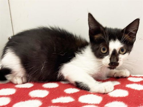 *JAYA, a cat for adoption from Sacramento County Animal Care and Regulation