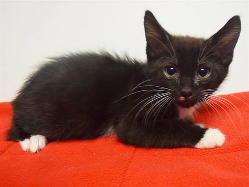 *RUFUS, a cat for adoption from Sacramento County Animal Care and Regulation