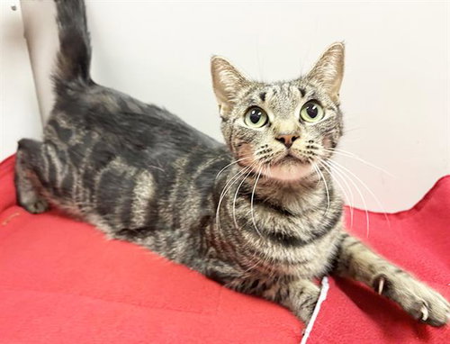 *ROSEY, a cat for adoption from Sacramento County Animal Care and Regulation