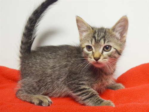 *NATHAN, a cat for adoption from Sacramento County Animal Care and Regulation