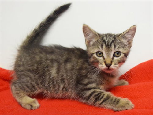 *MALEENA, a cat for adoption from Sacramento County Animal Care and Regulation
