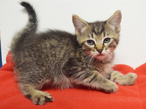 *DARSHAN, a cat for adoption from Sacramento County Animal Care and Regulation
