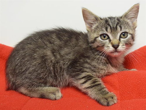 *MARIBEL, a cat for adoption from Sacramento County Animal Care and Regulation
