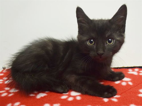 *CYPRESS, a cat for adoption from Sacramento County Animal Care and Regulation