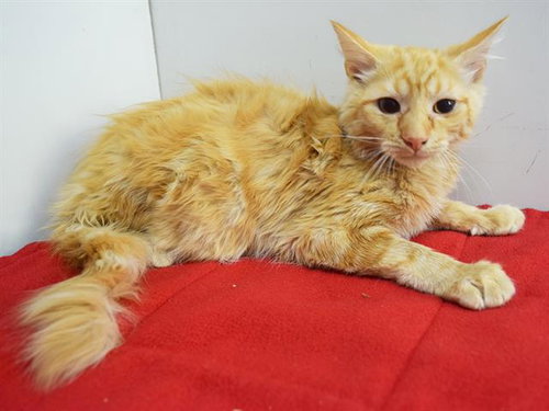 *MANDALAY, a cat for adoption from Sacramento County Animal Care and Regulation