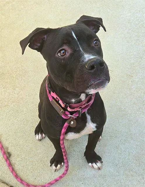 Valentino Tino - Pit Bull Terrier