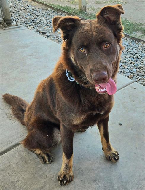 *DUNCAN, a dog for adoption from Sacramento County Animal Care and Regulation
