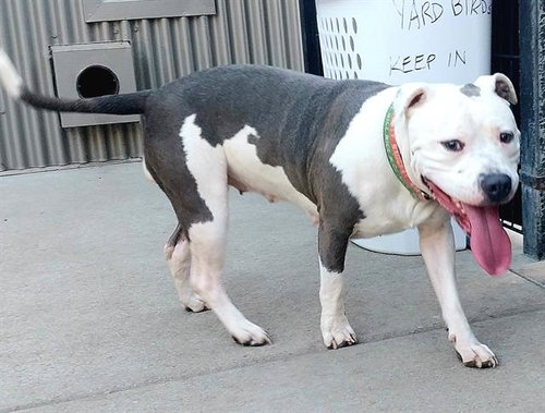 HONEY, a dog for adoption from Sacramento County Animal Care and Regulation
