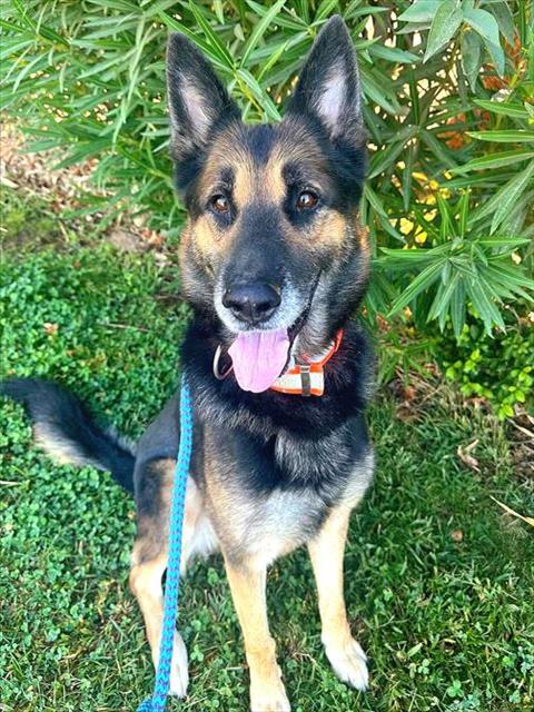 *JAKE, a dog for adoption from Sacramento County Animal Care and Regulation