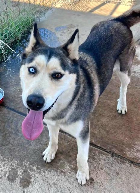 *AIMEE, a dog for adoption from Sacramento County Animal Care and Regulation