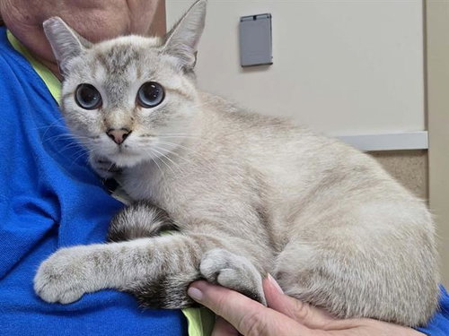*DESI, a cat for adoption from Sacramento County Animal Care and Regulation