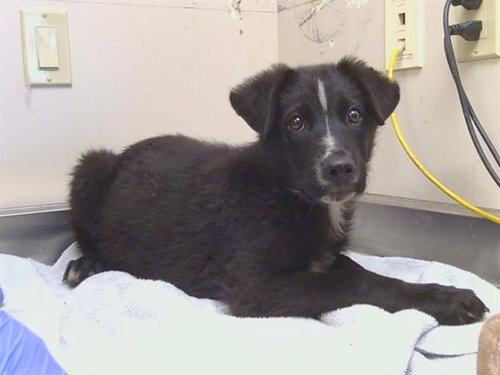*STU MACHER, a dog for adoption from Sacramento County Animal Care and Regulation