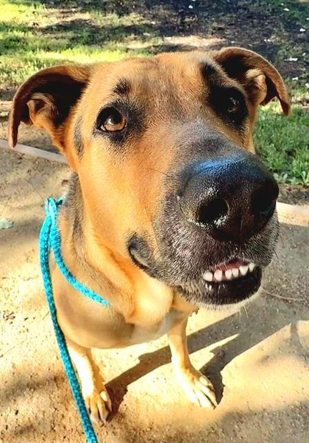 *ACORN, a dog for adoption from Sacramento County Animal Care and Regulation