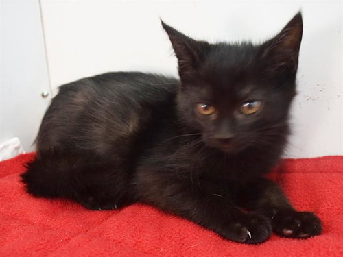 *BRIE, a cat for adoption from Sacramento County Animal Care and Regulation