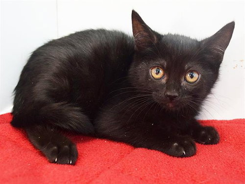 *MOHAN, a cat for adoption from Sacramento County Animal Care and Regulation