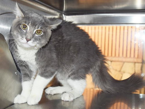 *MISS CHARLIE, a cat for adoption from Sacramento County Animal Care and Regulation