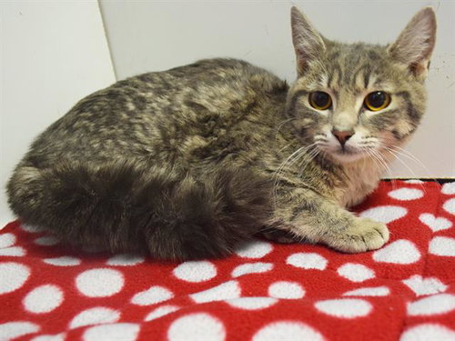 *LIONEL, a cat for adoption from Sacramento County Animal Care and Regulation