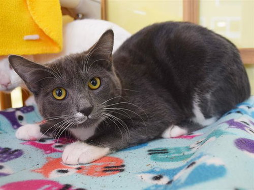 *ALFIE, a cat for adoption from Sacramento County Animal Care and Regulation