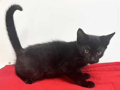 *WANDER, a cat for adoption from Sacramento County Animal Care and Regulation