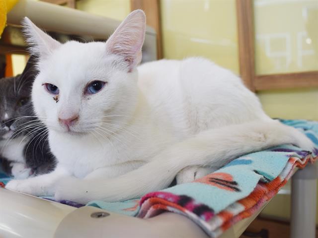 Casper, Domestic Short Hair