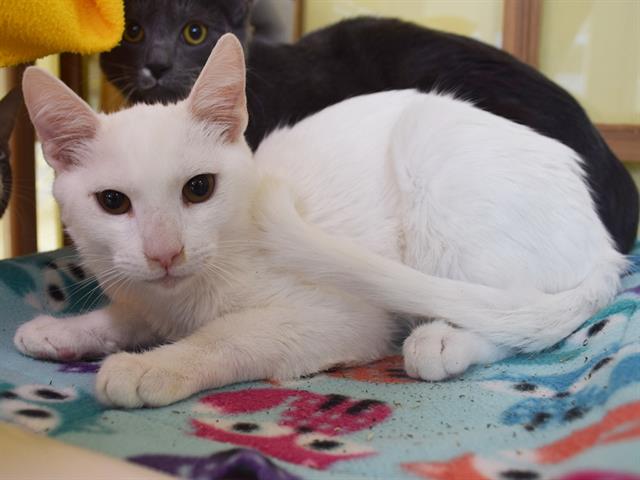 Doug, Domestic Short Hair